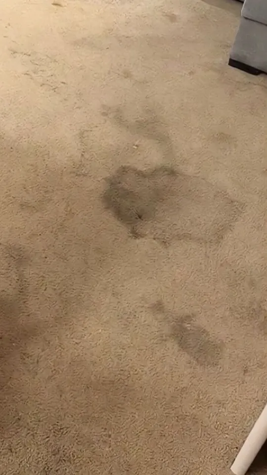 Carpet before cleaning, with dark stains across the floor
